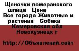 Щеночки померанского шпица › Цена ­ 25 000 - Все города Животные и растения » Собаки   . Кемеровская обл.,Новокузнецк г.